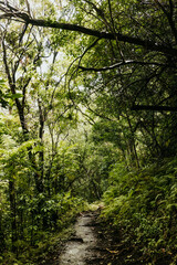 Muddy hiking trail after a rainstorm in a Hawaiian forest