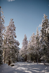 Snow Covered Street & Trees in Idyllwild