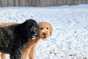 Two Goldendoodle Friends
