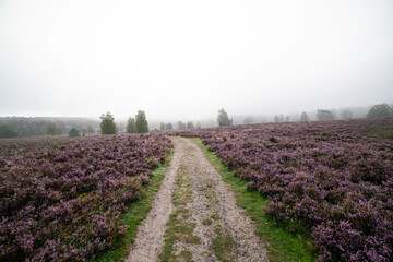 Obraz premium heath landscape in summerwith sunshine