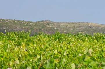 Fototapeta na wymiar Omodos wine yards with grapes during summer in Cyprus