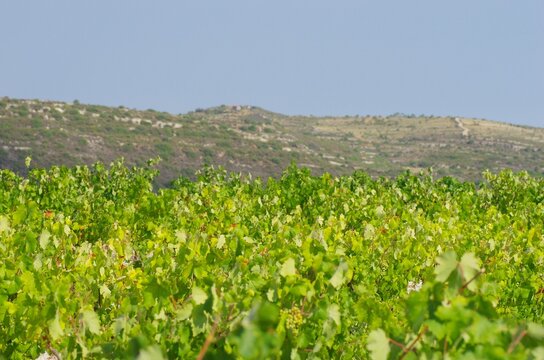 Omodos wine yards with grapes during summer in Cyprus