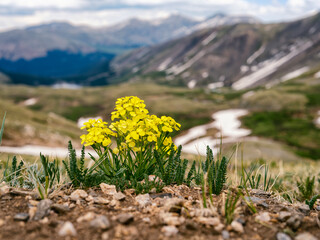 Obraz premium Spring flower in the Rocky Mountains, Colorado