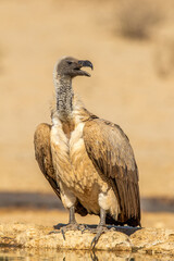 White-backed Vulture in the Kgalagadi