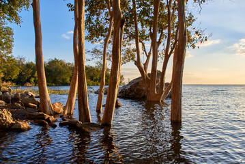 View of trees and waves at the coast during sunset