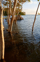 Obraz premium The scene of trees in the water in sea shore