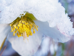 White hellebore flower close up in winter with snow