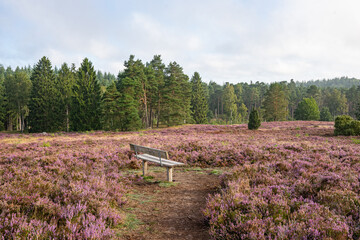 heath landscape in summerwith sunshine