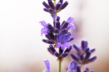 Lavender flowers at  light blur background.