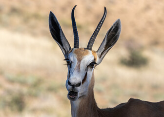 Portrait of a springbok ewe in the Kgalagadi Transfrontier Park in South Africa