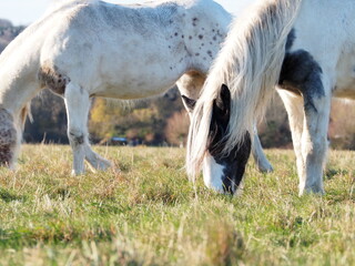 牧草を食べる馬の頭