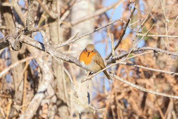 European robin (Erithacus rubecula) perched in a dry branch