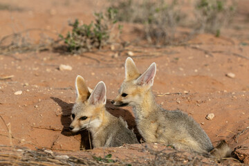 Two cape foxes at the entrance to their den in the Kgalagadi Transfrontier Park in South Africa