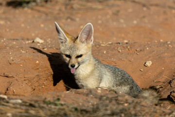 One cape fox sitting at the entrance to its den with protruding tongue at sunset in the Kgalagadi Transfrontier Park in South Africa