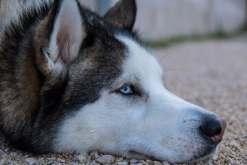 portrait of a husky