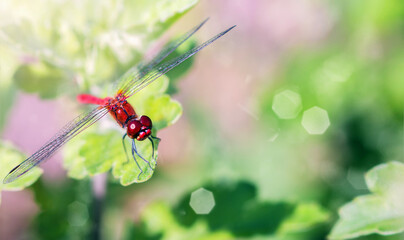 dragonfly sitting on a chrysanthemum, photo wich blur background
