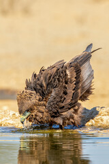 Juvenile Bateleur Eagle in the Kgalagadi
