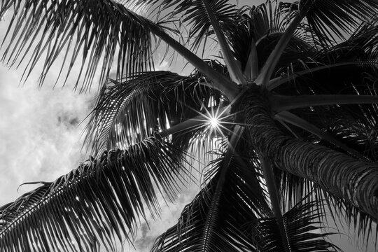 A black and white fine art photo of palm trees against the sky, Hawaii