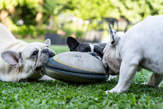 Three French bulldogs playing with a sportball outdoors