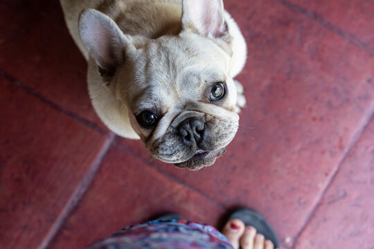 French Bulldog looking up  isolated outdoors. Selective focus