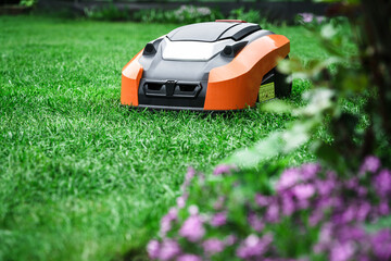 Lawn robot mows the lawn. Robotic Lawn Mower cutting grass in the garden. - 481022546