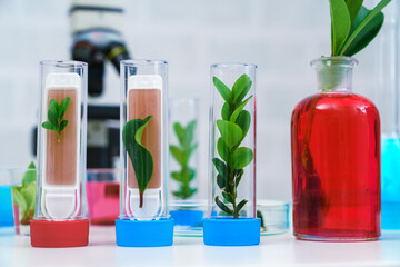 Microscope and young plant in science test tube , lab research biochemistry , biotechnology concept