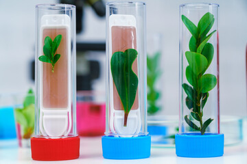 Microscope and young plant in science test tube , lab research biochemistry , biotechnology concept