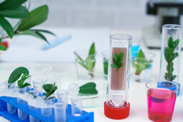 Microscope and young plant in science test tube , lab research biochemistry , biotechnology concept