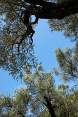 old pines on the beach