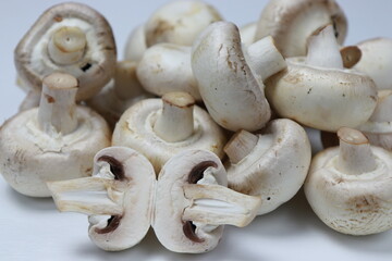 Mushrooms. Front view on white background