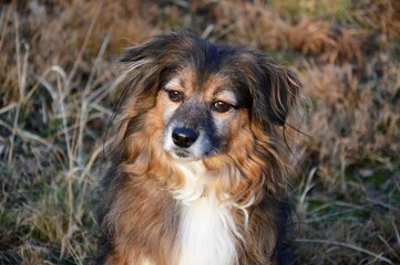 A dog for a walk in the park. Lake-winter atmosphere. Man's best friend. Cute.