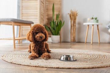 brown groomed poodle lying near metallic bowl on round rattan carpet.