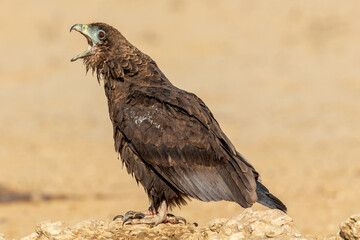 Juvenile Bateleur Eagle in the Kgalagadi