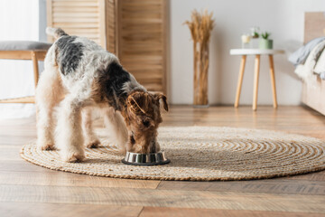 Fototapeta wirehaired fox terrier eating pet food from bowl on round rattan carpet. obraz