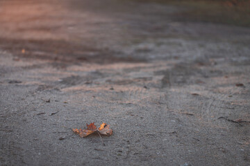 maple leaf on ground in sunrise light