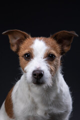 A red and white dog looking at the camera. charming jack russell terrier on a black background. Pet in the studio. Portrait