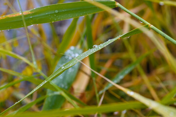 Dew drops on reed leaves after rain. High-quality photo. Close-up.