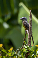 The Tropical Kingbird also known as Suiriri perched on the branches of a tree. Species Tyrannus melancholicus. Animal world. Birdwatching. Yellow bird.