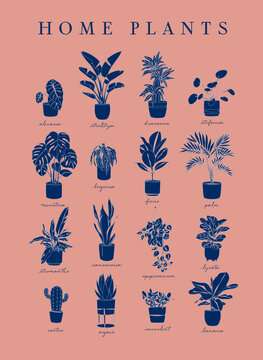 Poster home plants in linear style alocasia, strelitzia, dracaena, stefania, monster, begonia, ficus, palm, stromanthe, epipremnum, lyrata, cactus, agave, succulent, banana on coral background