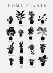 Poster home plants in linear style alocasia, strelitzia, dracaena, stefania, monster, begonia, ficus, palm, stromanthe, epipremnum, lyrata, cactus, agave, succulent, banana drawing with black