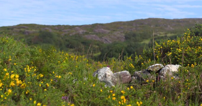 Blooming heather and gorse wildflowers upland mountain rural green landscape Cork Ireland