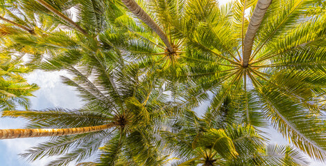 Relaxing green jungle of lush palm leaves, palm trees in an exotic tropical forest. Wild tropical plants nature landscape concept for panorama wallpaper. Tropical palm leaf background, closeup coconut