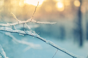 Frosty blurred winter landscape in snowy forest. Christmas background with trees and blurred background of winter. Artistic nature closeup, cold tones. Freedom adventure idyllic natural environment