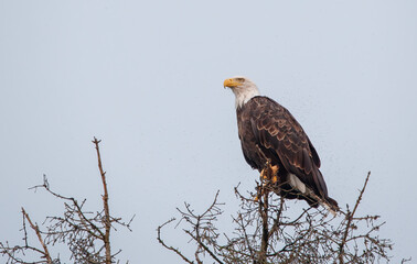 Bald eagle young on hay bail