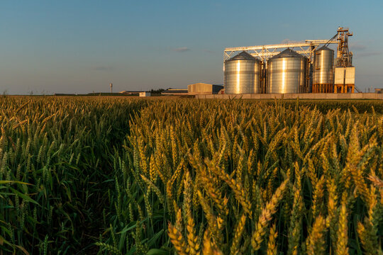 A large modern plant located near a wheat field for the storage and processing of grain crops. view of the granary illuminated by the light of the setting sun against the blue sky. harvest season.