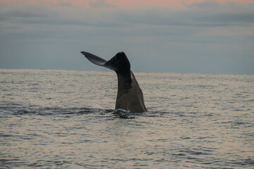 Fototapeta premium Fin of a sperm whale in north Norway