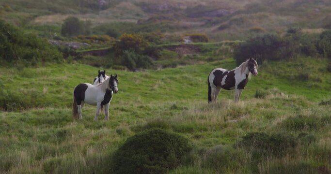 Brown and white horses in wild Ireland green countryside landscape