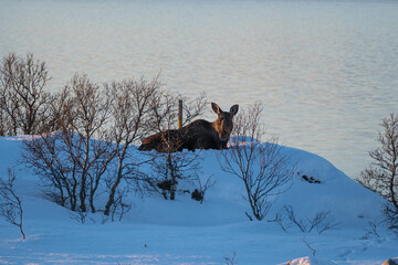 Moose or Elk in Norway