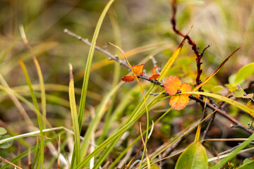 Chukotka, red and yellow flowers