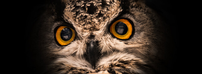 Yellow eyes of owl close up on a dark background. Selective focus.